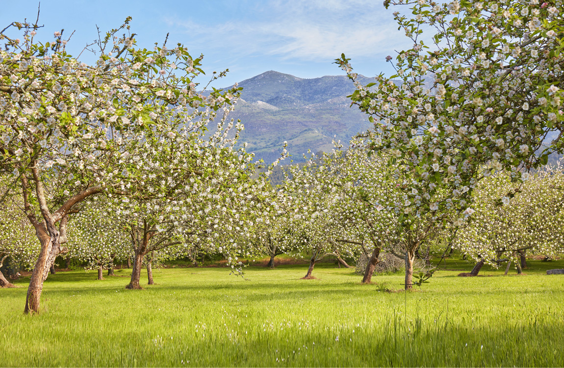 Día de Asturias 2025 en La Comarca de la Sidra